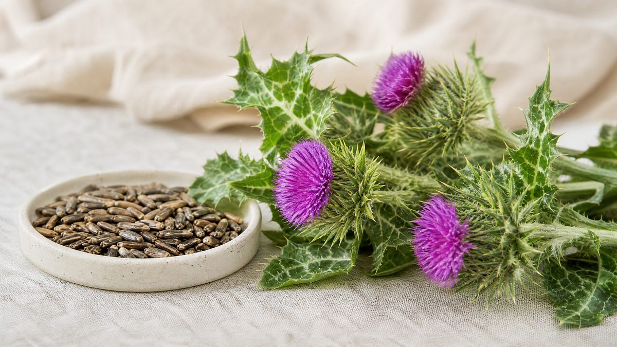 Blühende Mariendistel mit purpurner Blüte und weiß geäderten Blättern